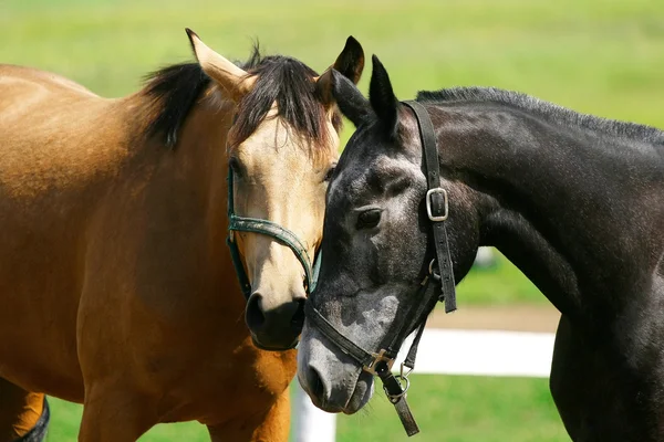Trakehner e Ahal-Teke cavalo jogando — Fotografia de Stock