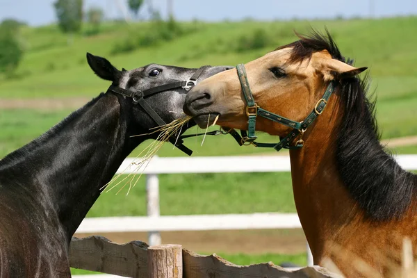 Trakehner and Ahal-Teke horse playing — Stock Photo, Image