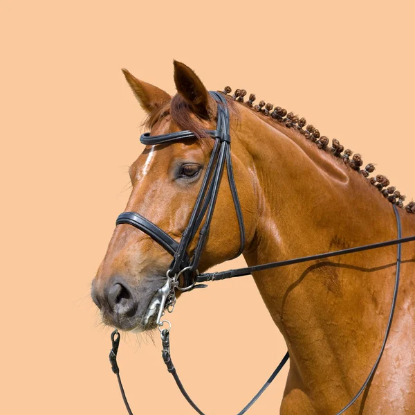 オレンジ色の背景上に分離されて馬場馬術 — ストック写真