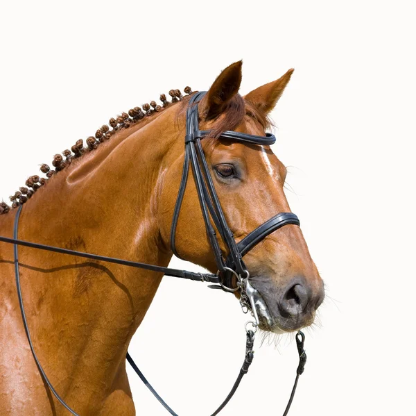 白い背景で隔離の馬場馬術 — ストック写真