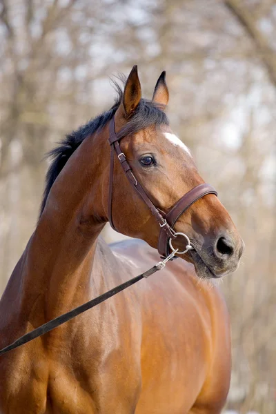 Portrét zálivu trakehner koně — Stock fotografie