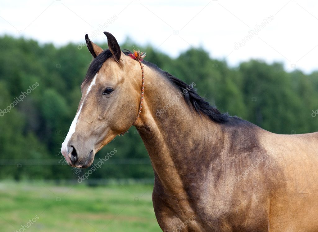 Portrait of buckskin Akhal-teke stallion