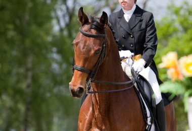 Dressage clipart