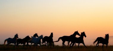 Herd in sunrise clipart