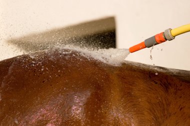 Horse back washing clipart