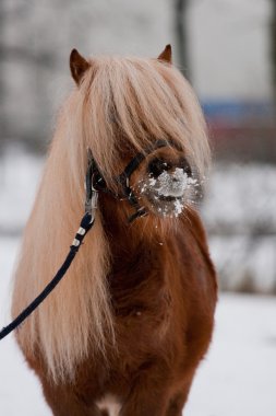 appaloosa midilli kış portresi