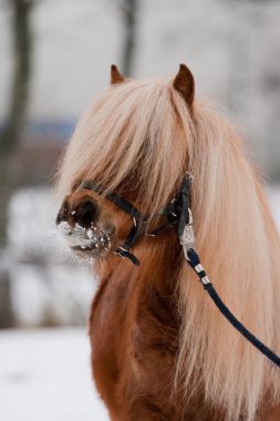 appaloosa midilli kış portresi