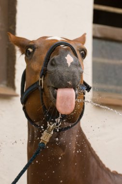 Water and nose of chestnut horse clipart