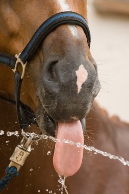 Tongue horse and water clipart