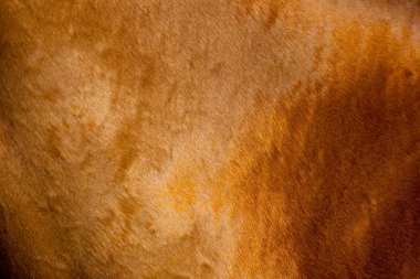 Coat of chestnut horse clipart