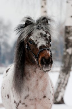 Portrait of Appaloosa pony in winter clipart