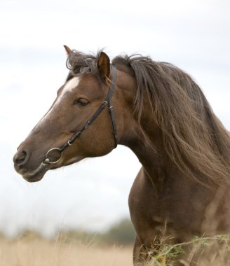 Bay horse in field clipart