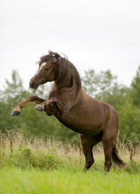 Bay horse playing in field clipart