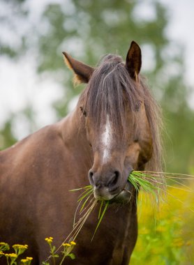 Bay horse eating grass in field clipart