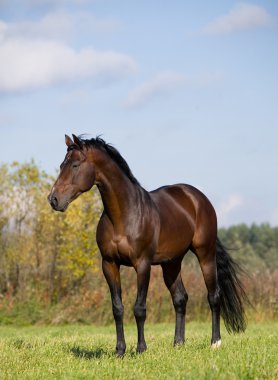 Bay budenny horse in field clipart