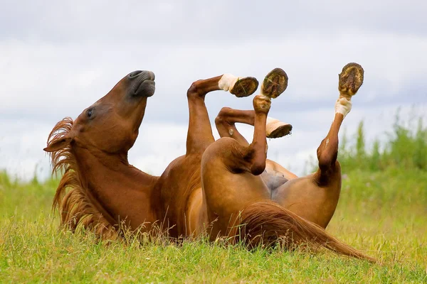 Paard spelen (kastanje trakehner paard) — Stockfoto