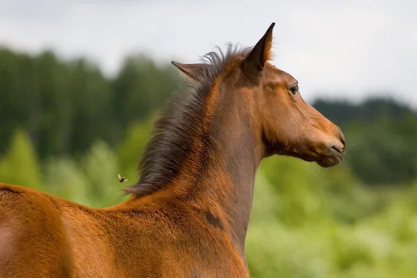 Bay tkakehner foal and wasp — Stock Photo, Image