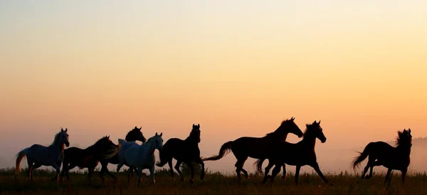 Herd in sunrise — Stock Photo, Image