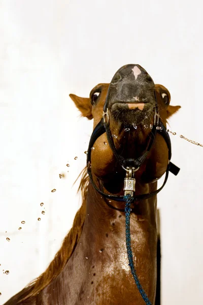 Мытье каштановой лошади — стоковое фото