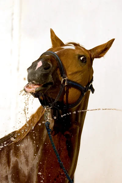 Lavage du cheval châtaignier — Photo