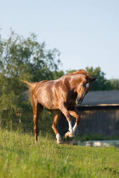 Chestnut bavarian horse in field — Stock Photo, Image
