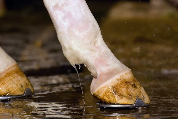Mycie kopyt konia — Zdjęcie stockowe