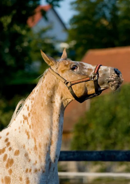 Retrato de cavalo arábico appaloosa — Fotografia de Stock