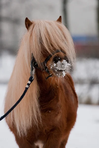 冬のアパルーサ馬の肖像画 — ストック写真