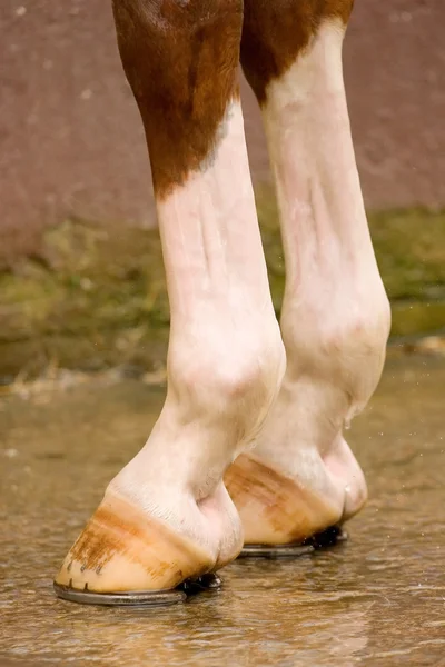 Lavaggio zoccoli di cavallo — Foto Stock