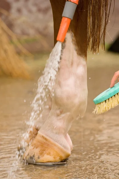 stock image Horse hoof washing