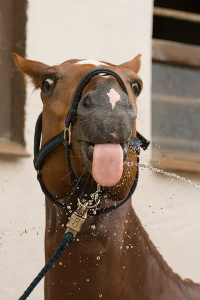 Вода и нос каштановой лошади — стоковое фото