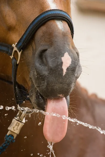 Cavalo de língua e água — Fotografia de Stock
