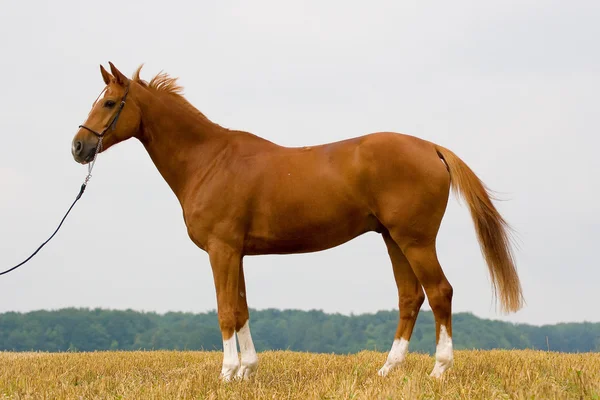 Каштановый баварский конь — стоковое фото
