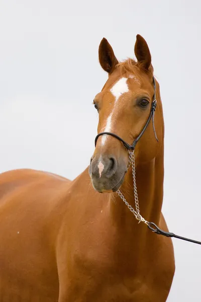 Kastanje Beierse paard in veld — Stockfoto