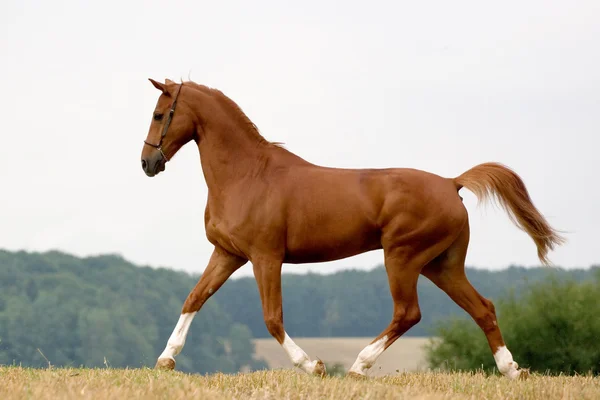 Cavallo bavarese di castagne in campo — Foto Stock
