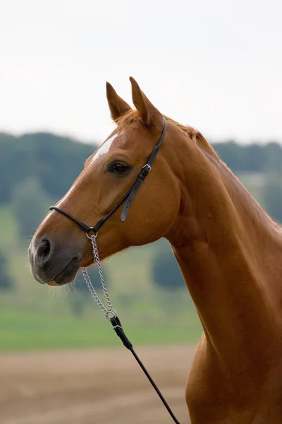 Chestnut bavarian horse in field — Stock Photo, Image