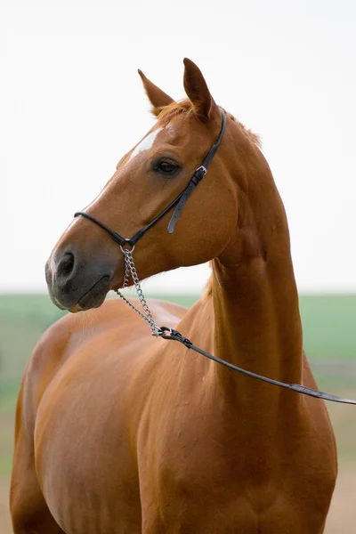 Каштановый баварский конь — стоковое фото