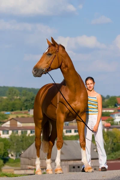 Каштановая баварская лошадь и девушка — стоковое фото