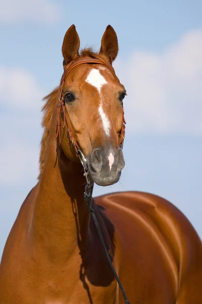 Kastanien bayerisches Pferd in Feld — Stockfoto