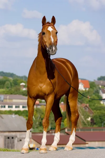 Cavalo bávaro castanho no campo — Fotografia de Stock