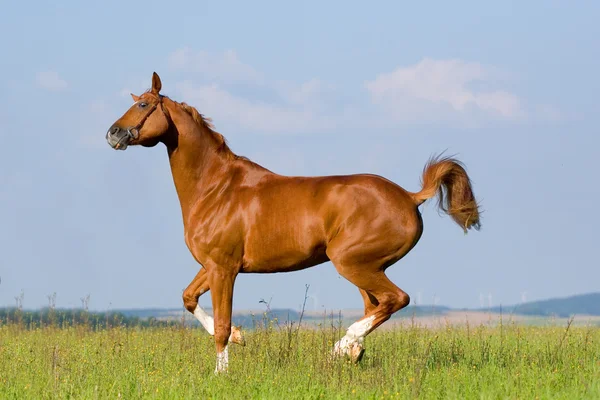 Cavalo bávaro castanho no campo — Fotografia de Stock