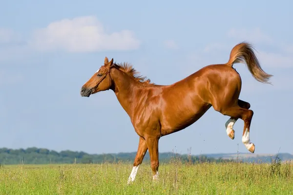 フィールドに栗のババリア地方の馬 — ストック写真