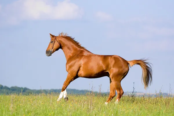 フィールドに栗のババリア地方の馬 — ストック写真