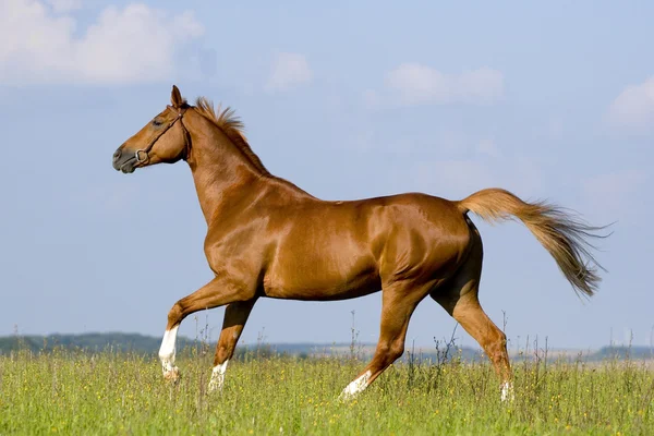 Kastanien bayerisches Pferd in Feld — Stockfoto