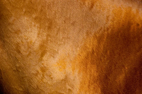 栗の馬のコート — ストック写真