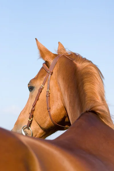 Kastanj bayerska häst i fältet — Stockfoto