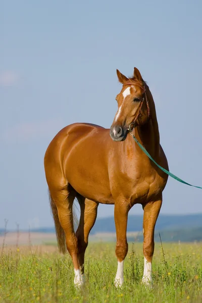 Kastanje Beierse paard in veld — Stockfoto