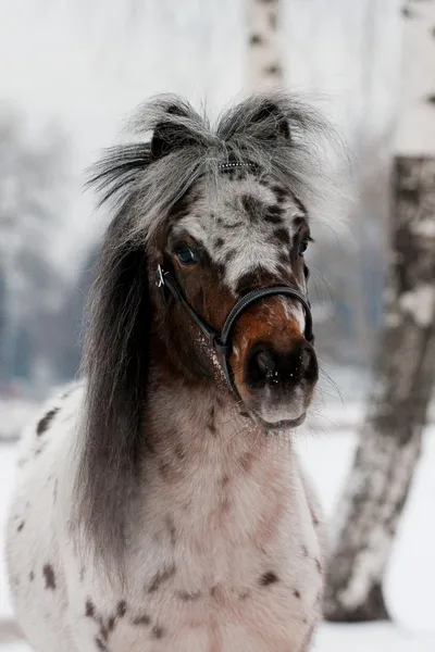 Portrait of Appaloosa pony in winter — Stock Photo, Image