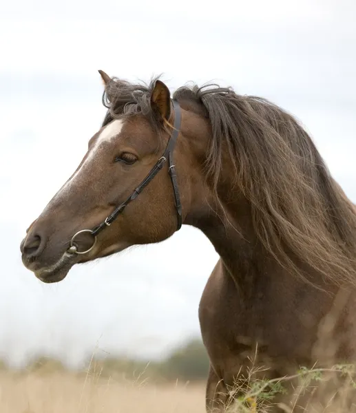 Cavallo di baia in campo — Foto Stock