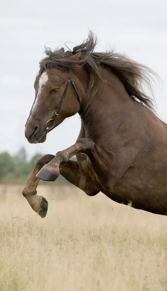 Bay horse spelen in veld — Stockfoto